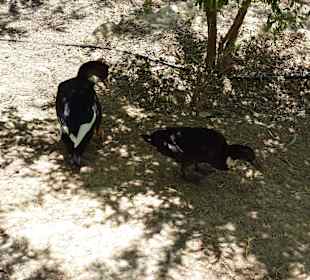 Tierpark Manavgat