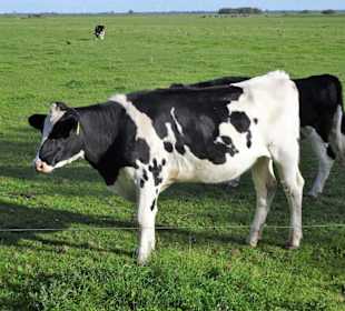 Impressionen von der Weserinsel Harriersand
