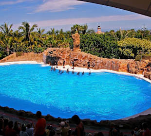 Loro - Park Delfin - Show