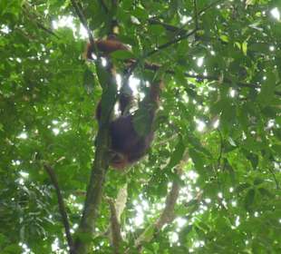 Freilebender Orang Utan bei der Gomantong Höhle