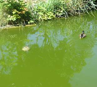 Ei, wer schwimmt den da alles