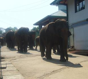 Elefantenwaisenhaus Pinnawela