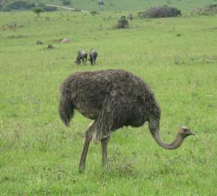 Strauß (Jeepsafari)