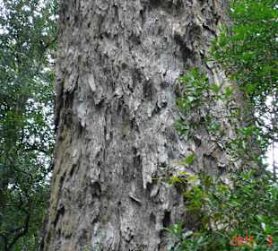 Tsitsikamma National Park