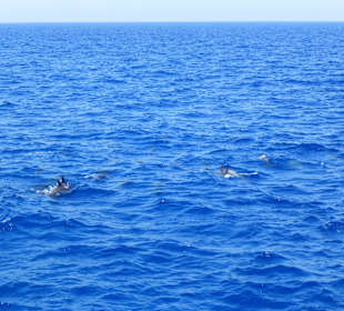 Delphinschwimmen mit Delfine & Meer Hurghada