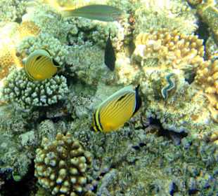 Schnorcheln am Hausriff