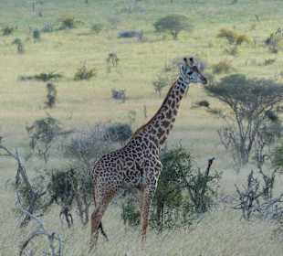 Giraffe in Taita Hills