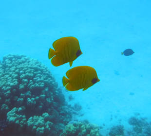 Schnorcheln Marsa Alam