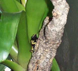 Pfeilgiftfrosch 3