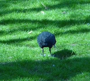 Kormoran