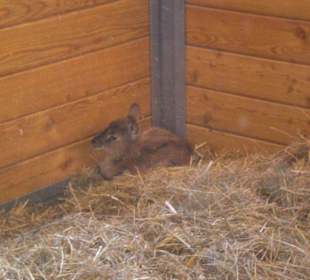 ein ganz junges Tierchen