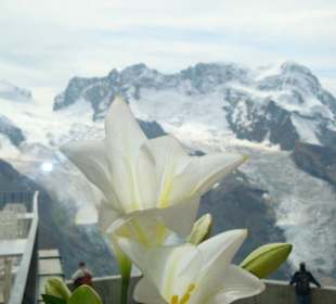 Breithorn ab Gornergrat