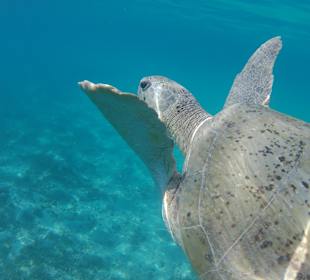 Schnorcheln Soma Bay