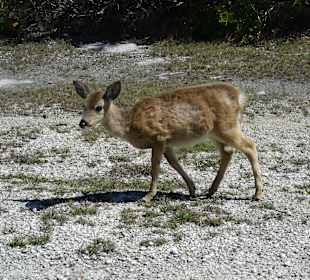 Key Deer