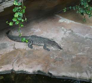 Krokodil
