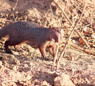 Tour mit Chamin, Yala Nationalpark