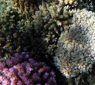 Schnorcheln am Hausriff