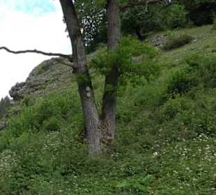 Tiefental Aichstetten