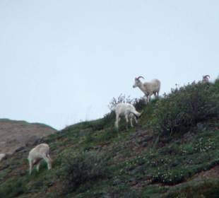 Denali National Park