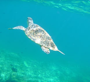 Schlidkröte an einem Aussenriff