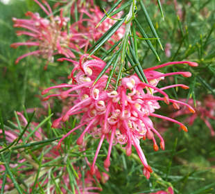 Blumen im Gewächshaus