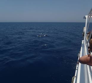 Am 01.07.2012 im Dolphinhouse 