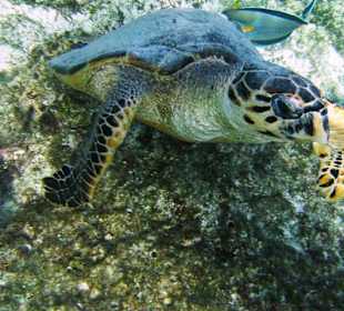 Schildkröte im Hausriff