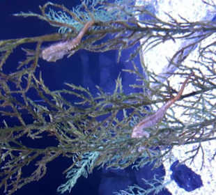 Aquarium