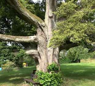 Alte Linde Stockach