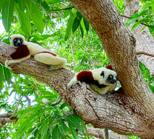 World Insight Madagaskar Rundreise