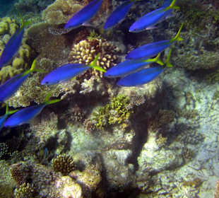 Am Hausriff Athuruga