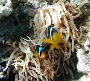 Anemonenfische