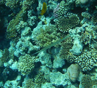 Hausriff Arabia Azur