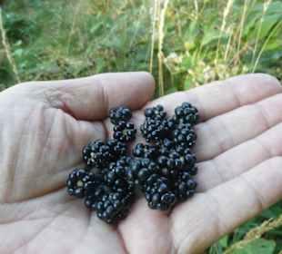 Auf dem Weg vom Inselsberg nach Bad Tabarz