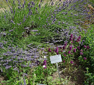 Impressionen aus dem Botanischen Garten Düsseldorf
