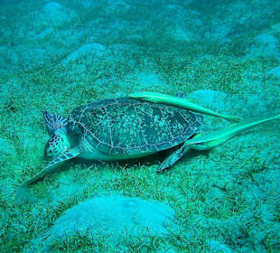 Tauchen in Abu Dabab