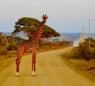 Maasai Giraffe