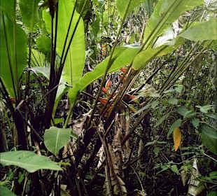 Nationalpark Cerro El Copey