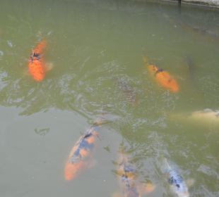 Irrland Bauernhof-Erlebnisoase