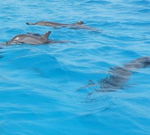 Delphin Tour