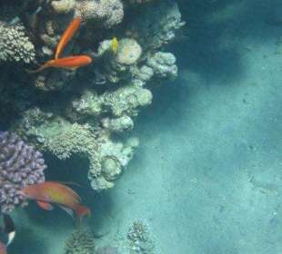 Fische
