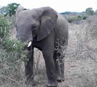 Schöner Elefantenbulle