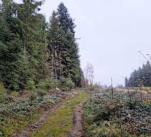Anfangs noch ebener Wanderweg