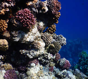 Schnorcheln Marsa Alam