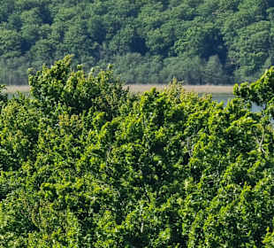 Ausblick vom Baumwipfelpfad 