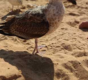Praia de Nossa Senhora da Rocha