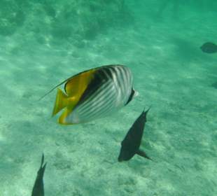 Fähnchen-Falterfisch