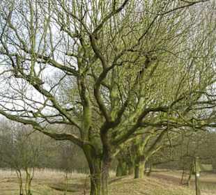 Naturschutzgebiet Boberger Niederung