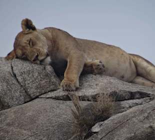 Löwenmama auf Felsen