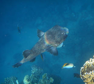 Igelfisch am Aussenriff - öfters auch in der Bucht